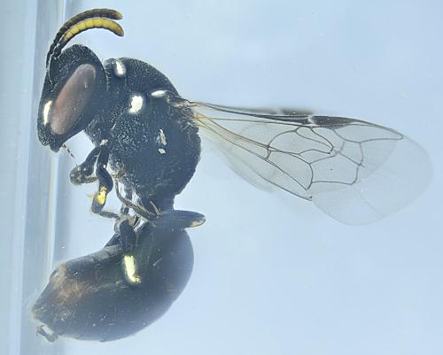 Hylaeus sp.